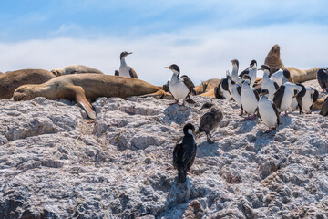 Sea lions and cormorant colony on the Argentine coast of Patagonia