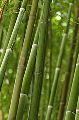 Fototapeta premium Fresh green nature Bamboo Stem