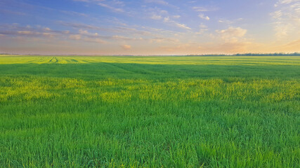 green field and sky