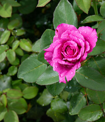Beautiful Chinese rose after the rain in the old park in summer