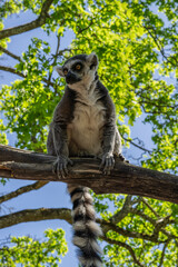 Curious lemur on the tree