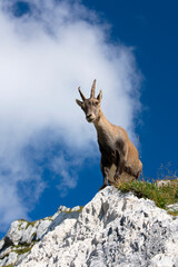 Ibex at Cima di Terrarossa (Alps in Friuli Venezia Giulia)