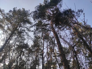 Obraz premium trees and sky