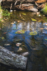 Water surface with algae