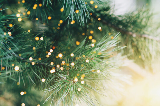 Festive lights on the tree, holiday background. Space for text