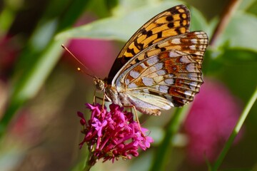 Le papillon et la valériane 