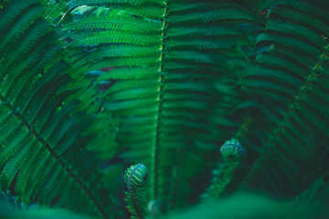 Green fern leaves