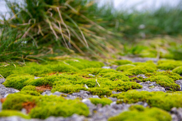 Moos auf Stein, Gras, Natur