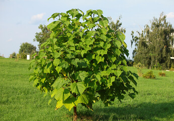 Paulownia omszona (Paulownia tomentosa) rosnąca w ogrodzie - obrazy, fototapety, plakaty