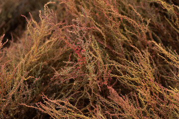 Red algae at the moment of tide close-up. Texture from exotic algae. Colorful grass
