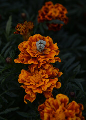 orange flower in the garden