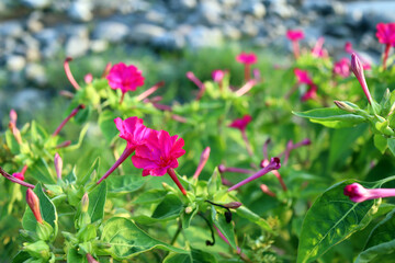 オシロイバナ　ピンク