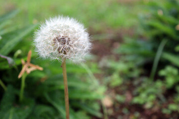 綿毛　タンポポ