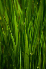 Fototapeta premium green grass background