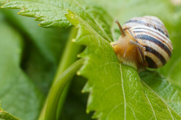 Close-up view of snail on green leaf.