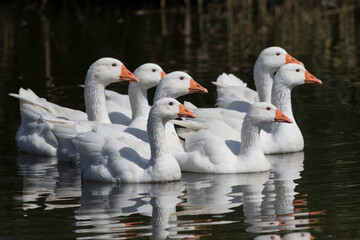 Flock of white domestic geese swiming on the pond