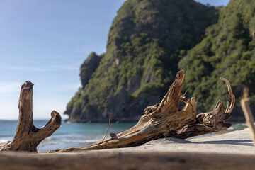 Fototapeta premium tree on the beach