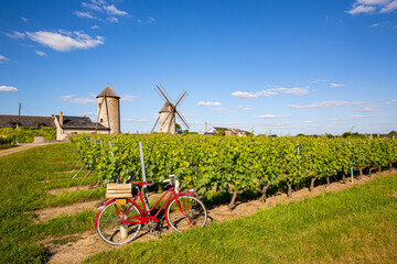 Moulins d'Ardenay en Anjou, paysage de vigne et vieux vélo rouge du viticulteur.