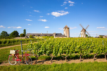 Paysage et vignoble en France dans les vigne du Layon en Anjou.