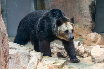 Ezo brown bear (Ursus arctos yesoensis ) living in Hokkaido, Japan - obrazy, fototapety, plakaty