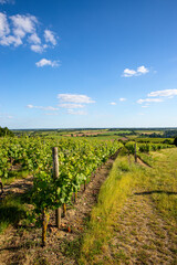 Fototapeta na wymiar Paysage de vigne en France, vignoble d'Anjou.