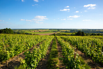 Fototapeta na wymiar Vigne dans un vignoble en France avant les vendanges.