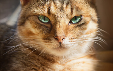 Close up portrait of beautiful domestic cat