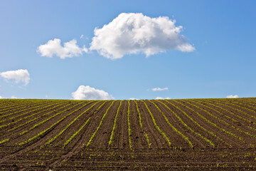 Fototapeta na wymiar Terre agricole, sillon de maïs au printemps.
