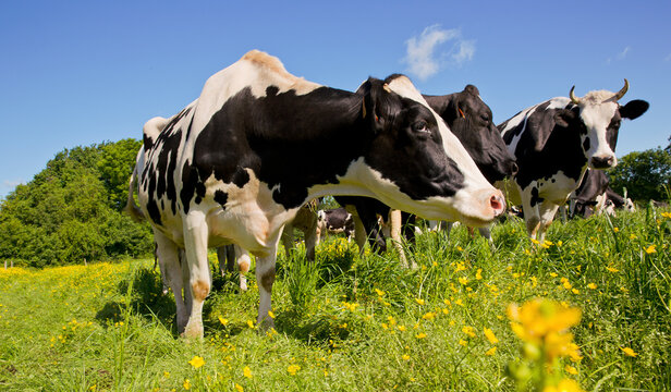 Troupeau de vaches laiti&egrave;res au printemps dans les champs fleuris.