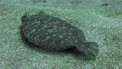 Flounder fish underwater on sandy bottom of volcanic origin in Atlantic ocean. Camouflage grey color of flounder fish, plaice, flatfish on seabed of La Palma Canary Islands. Undersea world.