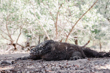 A rare komodo dragon laying on the ground on Komodo Island Labuan Bajo Indonesia
