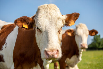 Naklejka na ściany i meble Troupeau de vache ou de bœuf dans les champs en pleine nature.