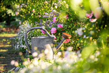 Jardin potager fleuri au soleil et arrosoir vintage. - obrazy, fototapety, plakaty