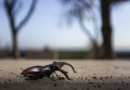The large black ground beetle on the desk
