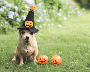 brown  short hair  Chihuahua dog wearing Halloween witch hat decorated with pumpkin face and...