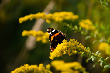 Vanessa atalanta sits on yellow wildflowers with copy space. Natural background. Bright insects in the wild on sunny day. Fragile beautiful Red Admiral butterfly.