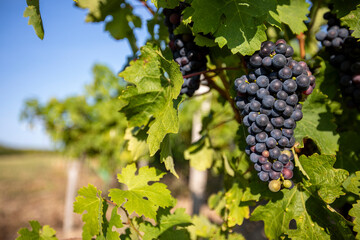 Grappe de raisin noir dans les vignes avant les vendanges.