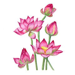 Flower composition. Watercolor illustration of lotus flowers. Flowers for a greeting card. A bouquet of lotuses, closed flower buds and a lush pink lotus. Lotus as a symbol of relaxation, Zen.