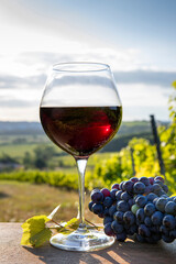 Verre de vin rouge dans les vignes après les vendanges.