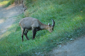 Capra ibex. Stambecco alpino che bruca l'erba.