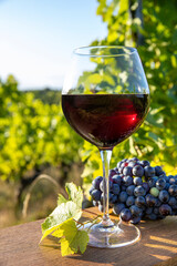 Verre de vin rouge et grappe de raisin au soleil dans les vignes.