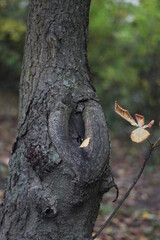 Obraz premium a hollow in the autumn forest