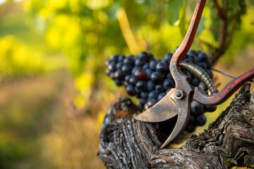 Grappe de raisin noir et sécateur pendant les vendanges.