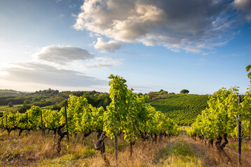 Fototapeta na wymiar Paysage viticole dans les vigne en Anjou, France.
