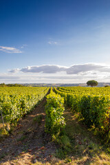 Fototapeta na wymiar Paysage de vigne, alignement dans les vignobles de France.