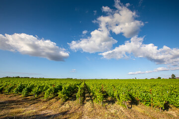 Fototapeta na wymiar Vigne dans un vignoble sous le soleil de printemps.