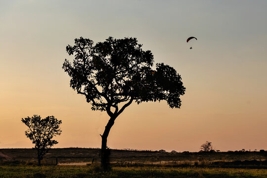 um parapente sobrevoando um campo com uma grande arvore no por do sol