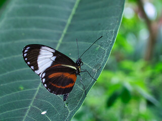 colorful butterfly on a leaf, flower. elegant and delicate