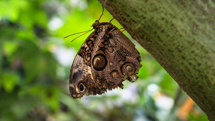 colorful butterfly on a leaf, flower. elegant and delicate