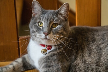 Gray cat with red collar and bell with looking alert and curious.